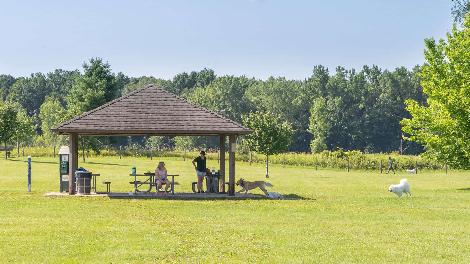 A few people under the picnic shelter with dogs playing at Lyon Oaks Dog Park.