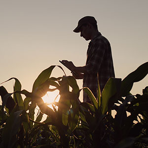 Farm Worker standing in a Corn Field