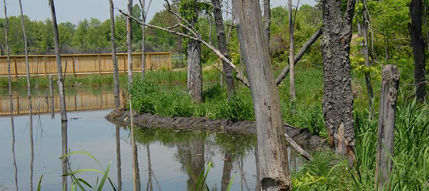 Rose Bridge at Rose Oaks