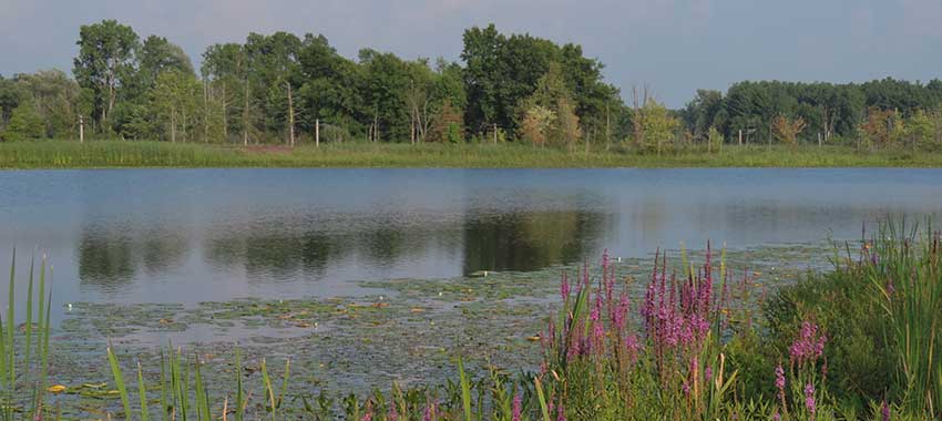 The lake at Rose Oaks
